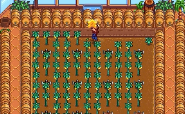 星露谷物语温室种什么果树